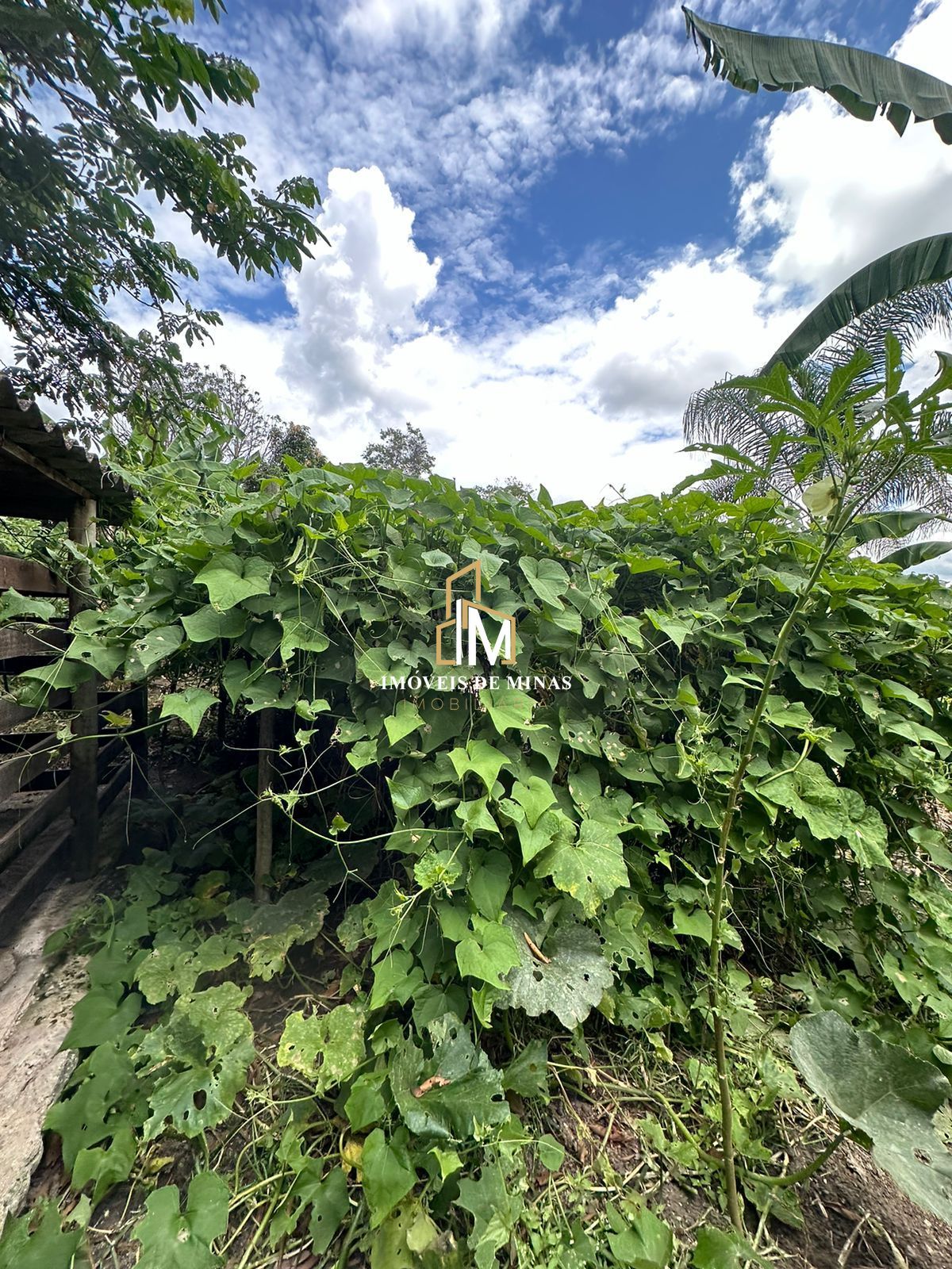 Fazenda à venda com 3 quartos, 260000000m² - Foto 24