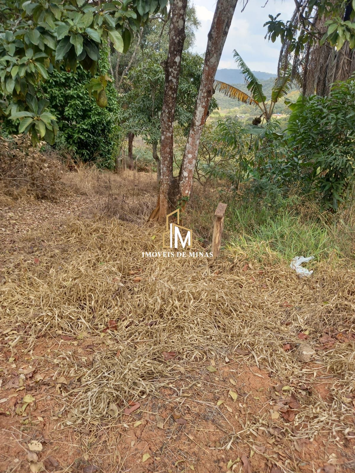 img30832249