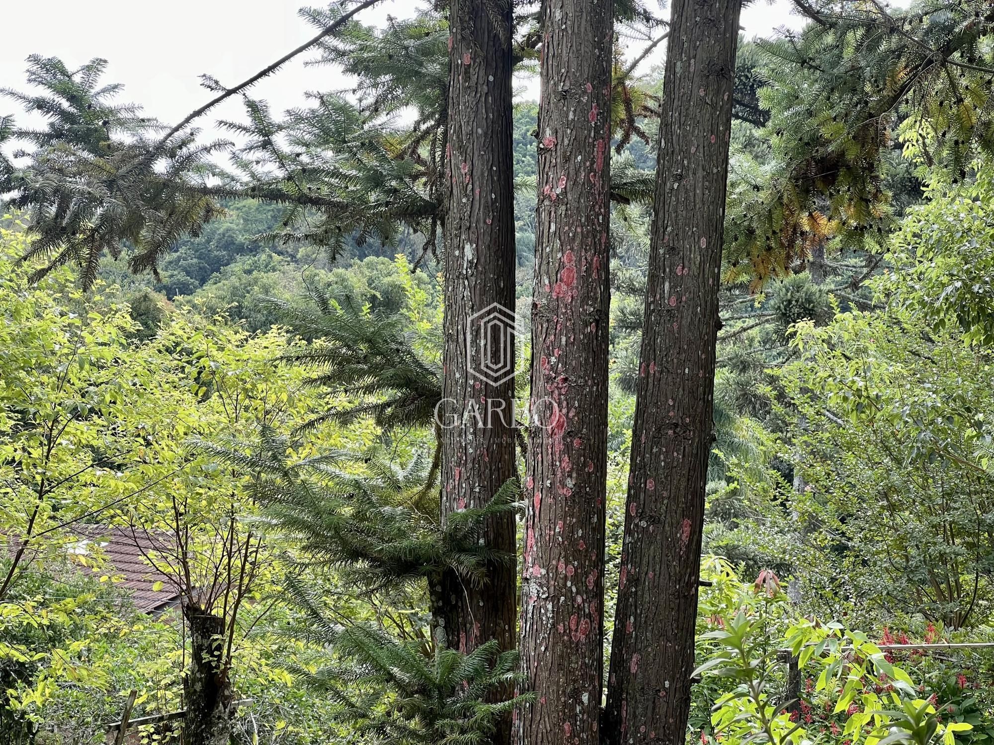 Fazenda à venda com 3 quartos, 18000m² - Foto 6