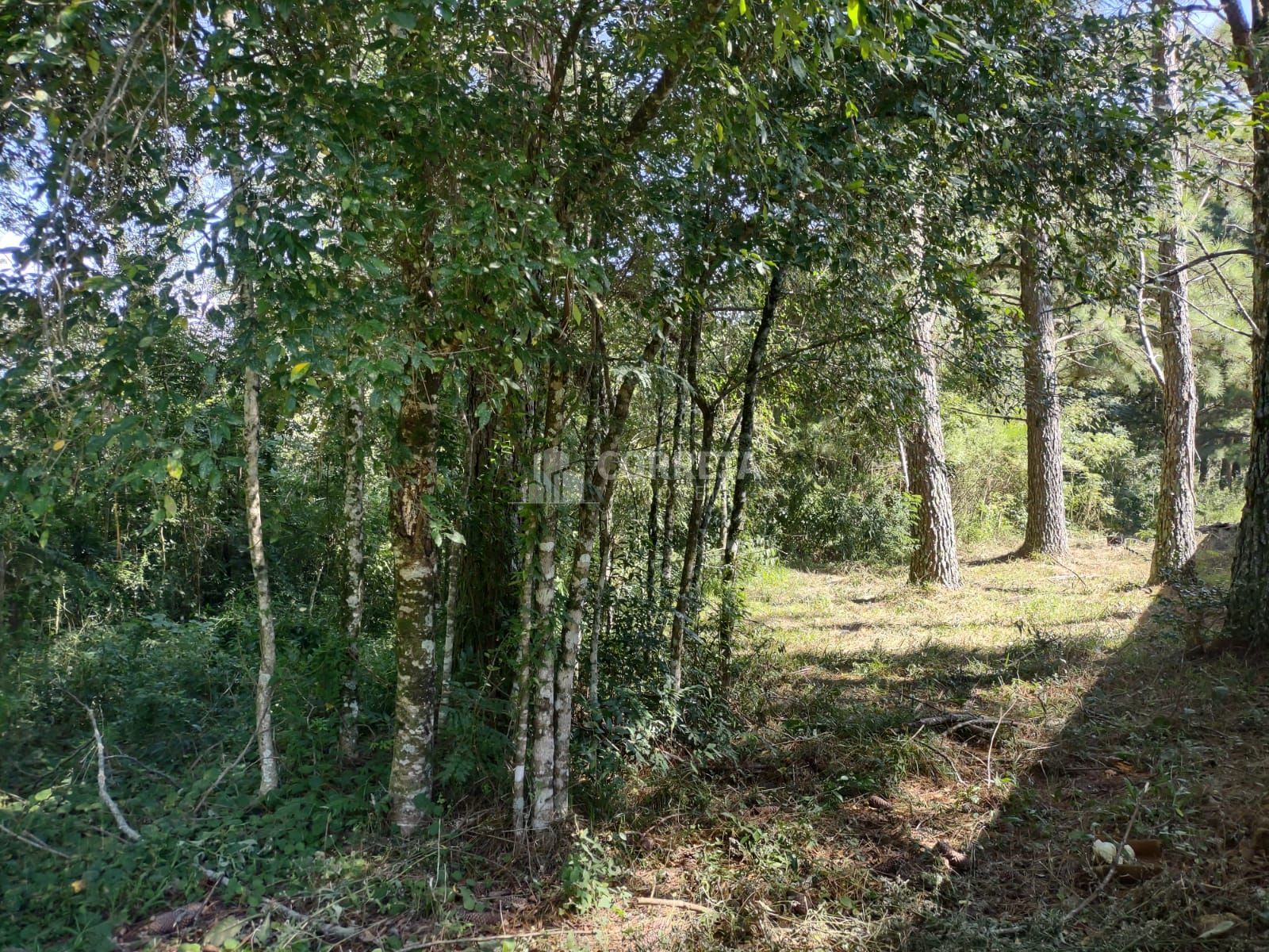 Terreno, 1208 m² - Foto 6