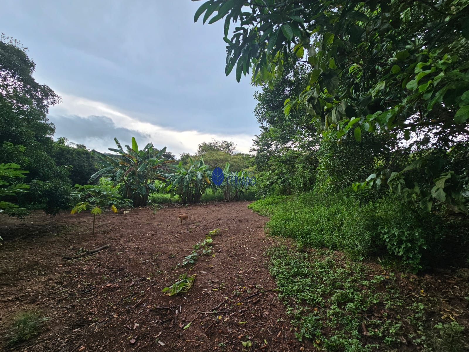 Chácara à venda com 4 quartos, 110m² - Foto 16