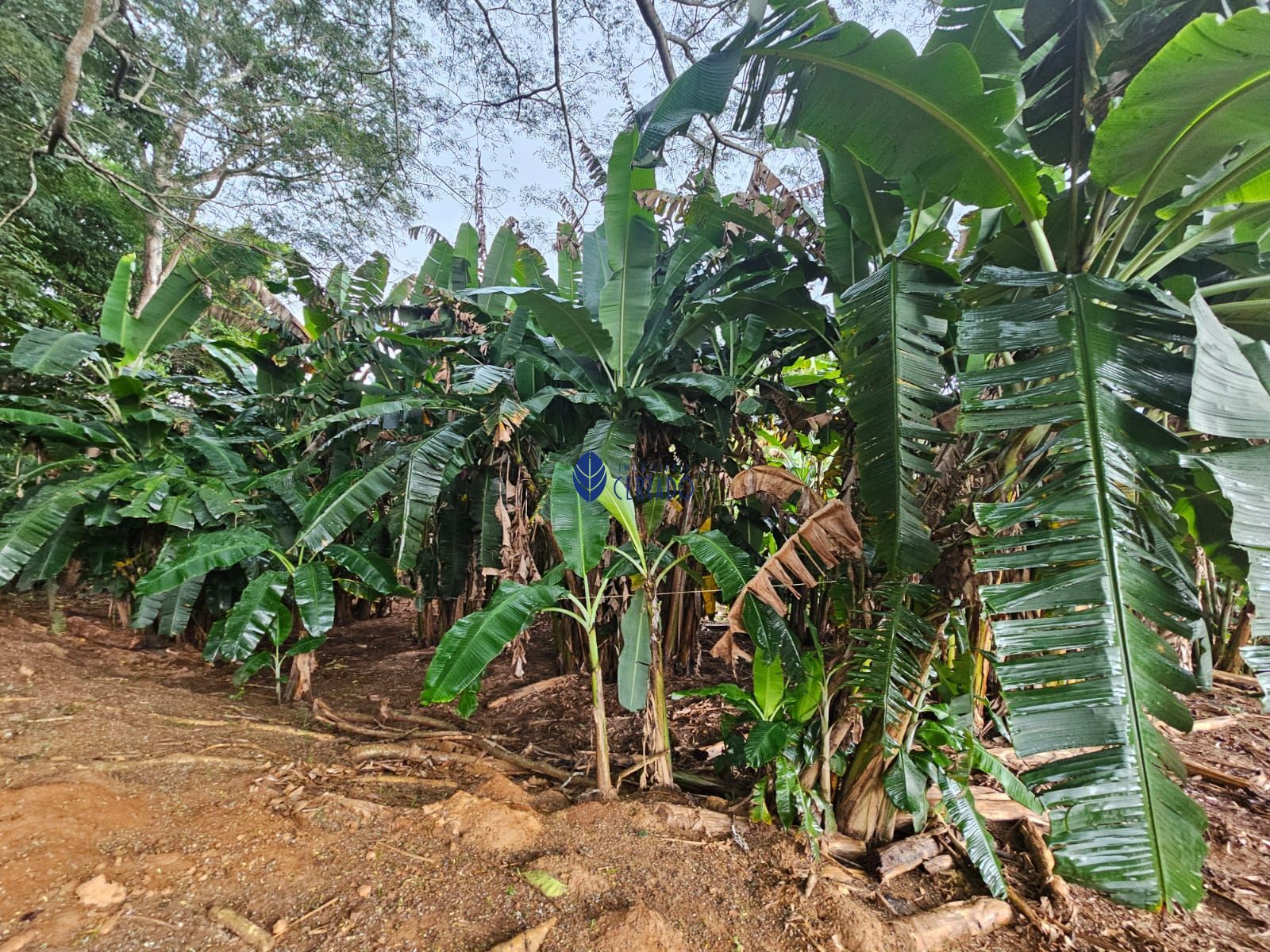 Chácara à venda com 4 quartos, 110m² - Foto 31