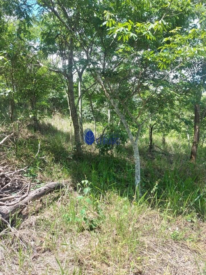 Chácara à venda com 1 quarto, 6500m² - Foto 13