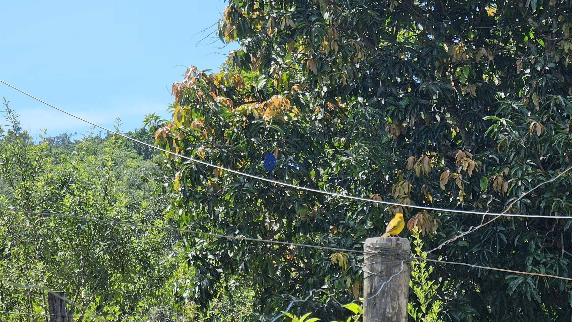 img77640655