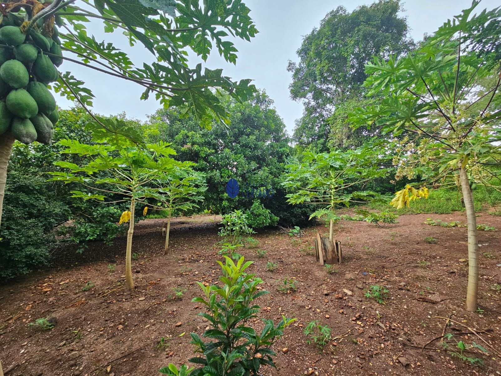 Chácara à venda com 4 quartos, 110m² - Foto 17