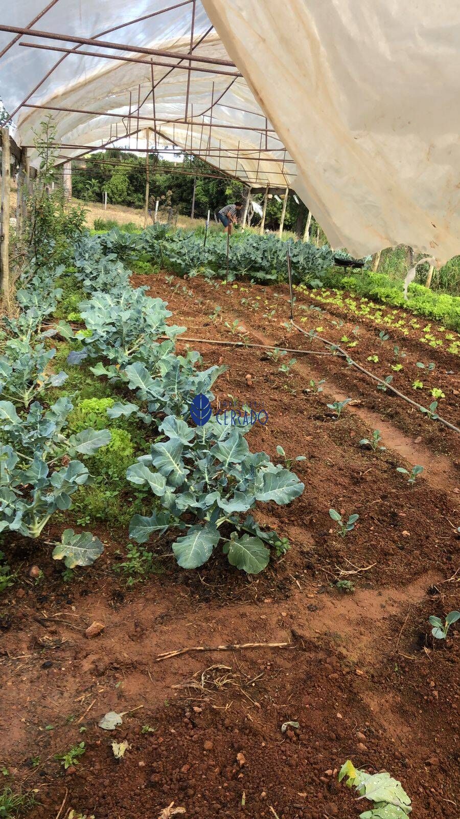 Fazenda/sítio/chácara/haras com 3 Dormitórios à venda, 260 m² por R$ 1.500.000,00