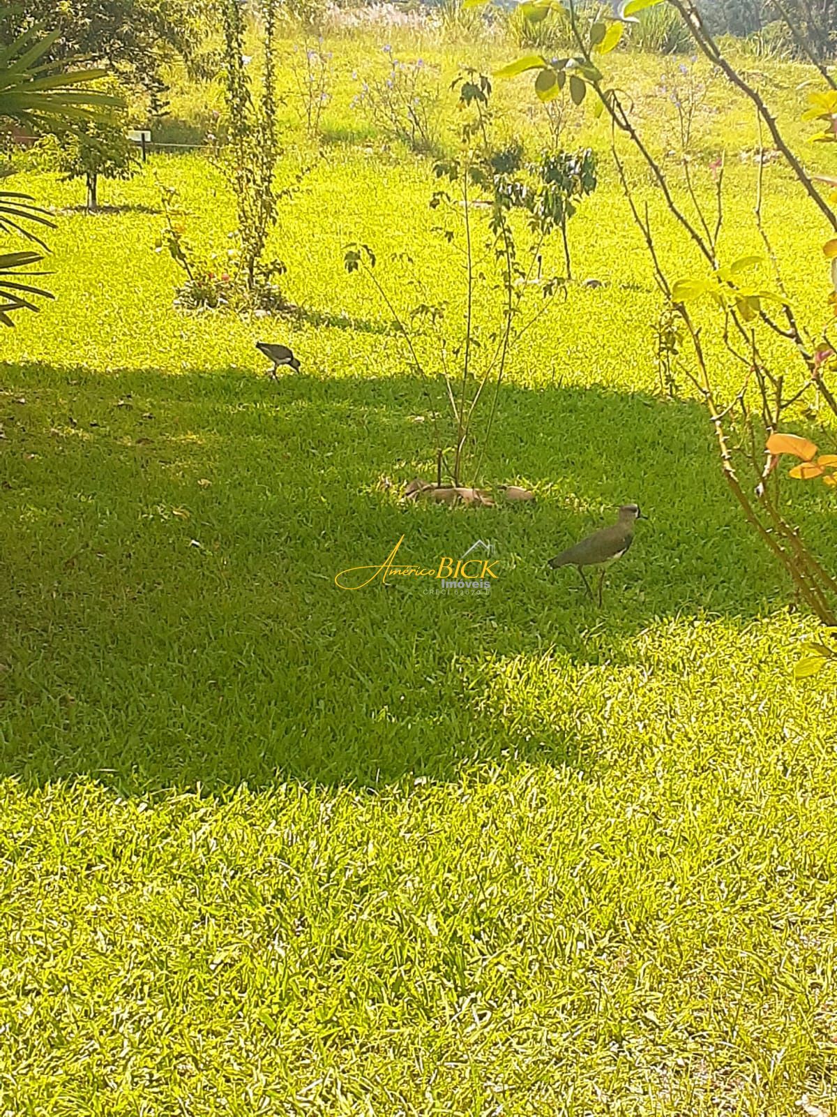 Fazenda à venda com 2 quartos, 167m² - Foto 5