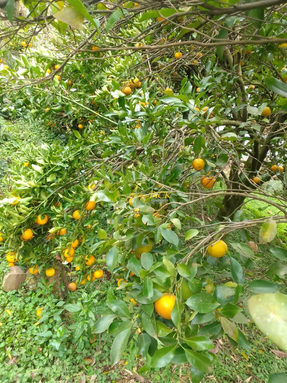 img77650577