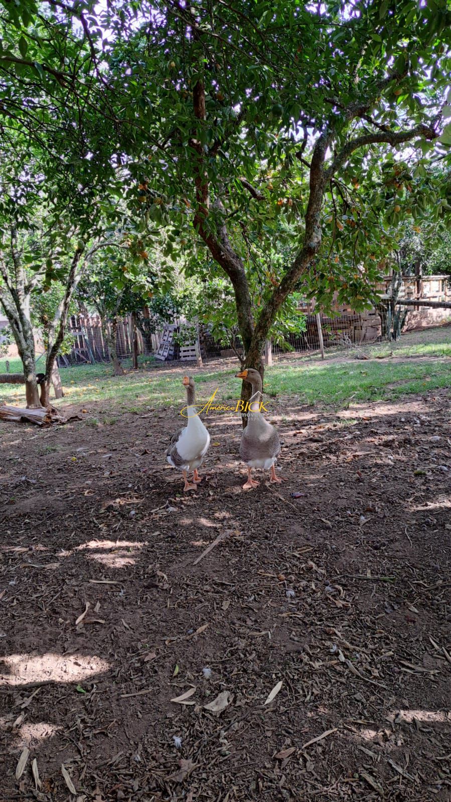 Sítio à venda com 3 quartos, 220m² - Foto 12