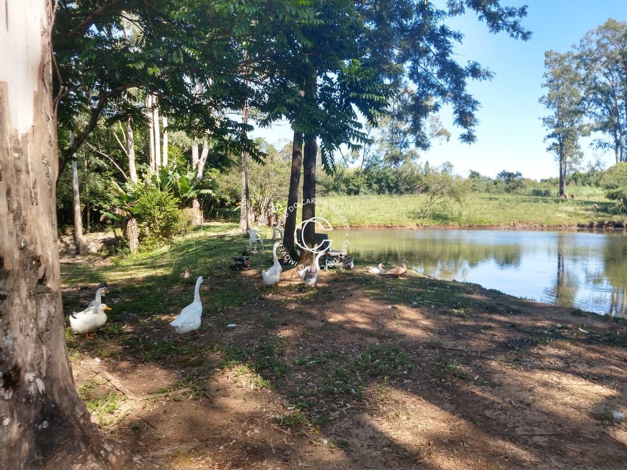 Chácara, 4 quartos, 3 hectares - Foto 8