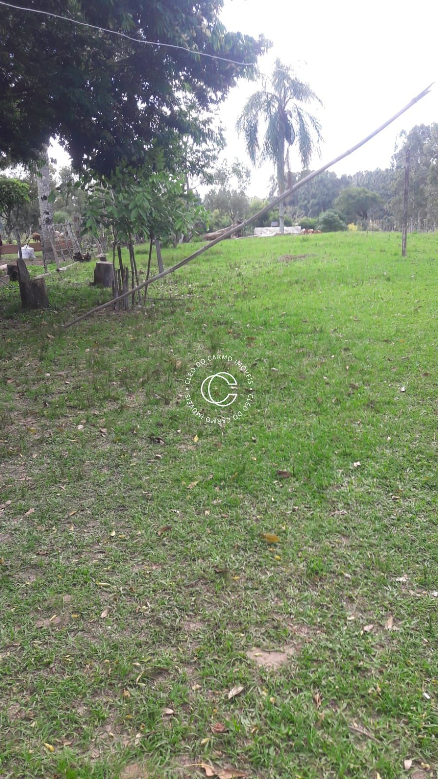 Chácara, 4 quartos, 3 hectares - Foto 6