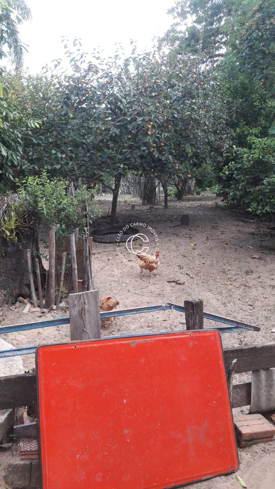 Chácara, 4 quartos, 3 hectares - Foto 3