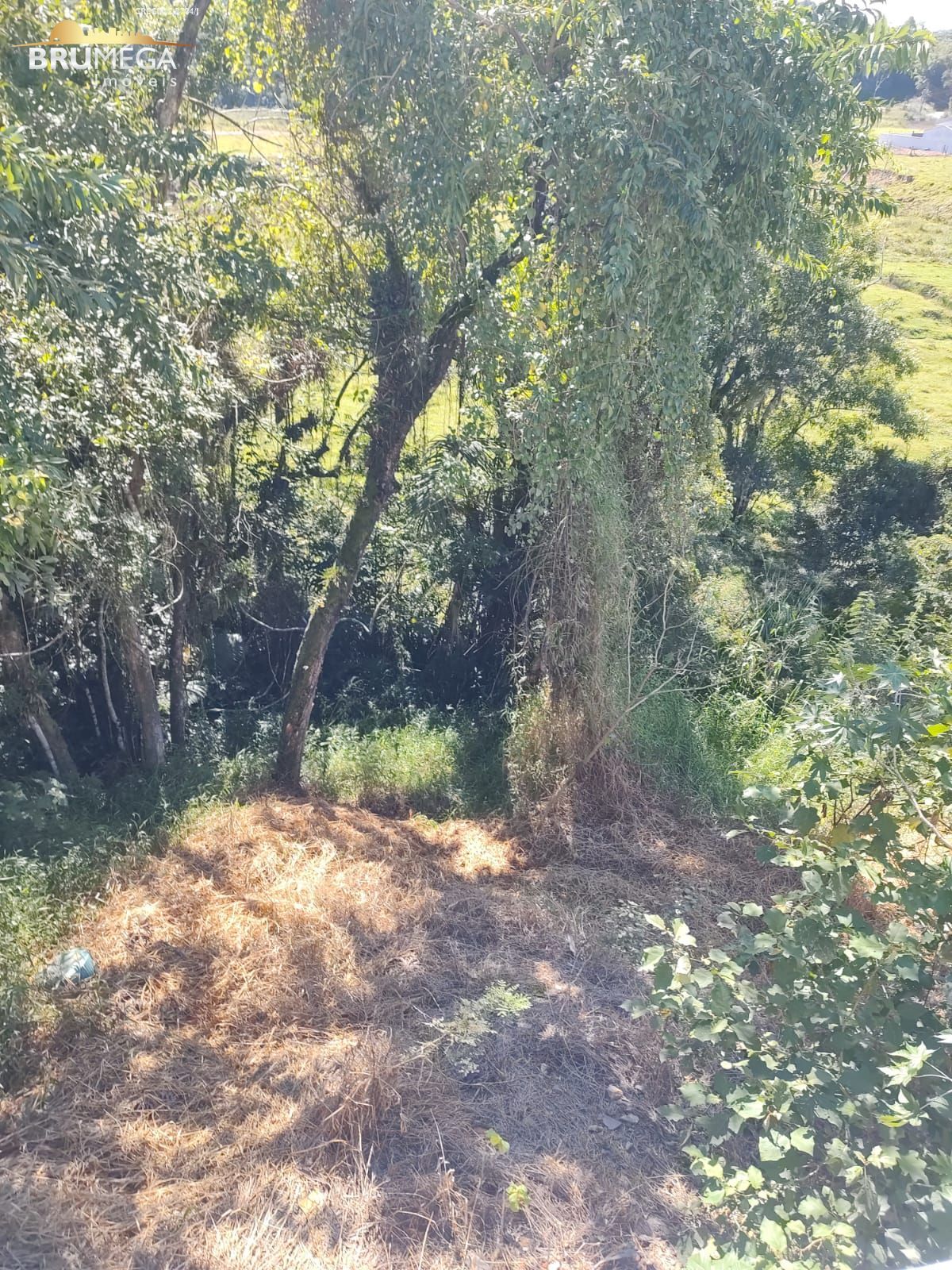 img181314541