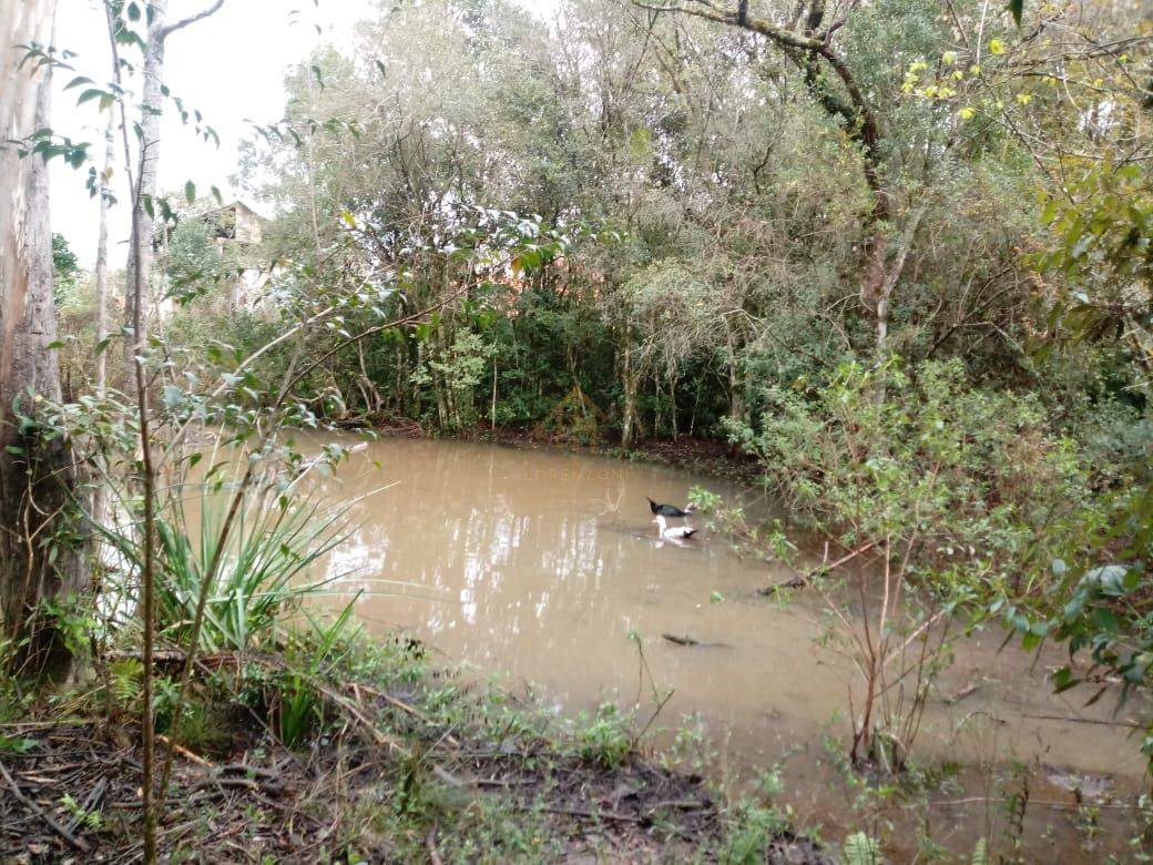 Terreno à venda com 2 quartos, 5000m² - Foto 9