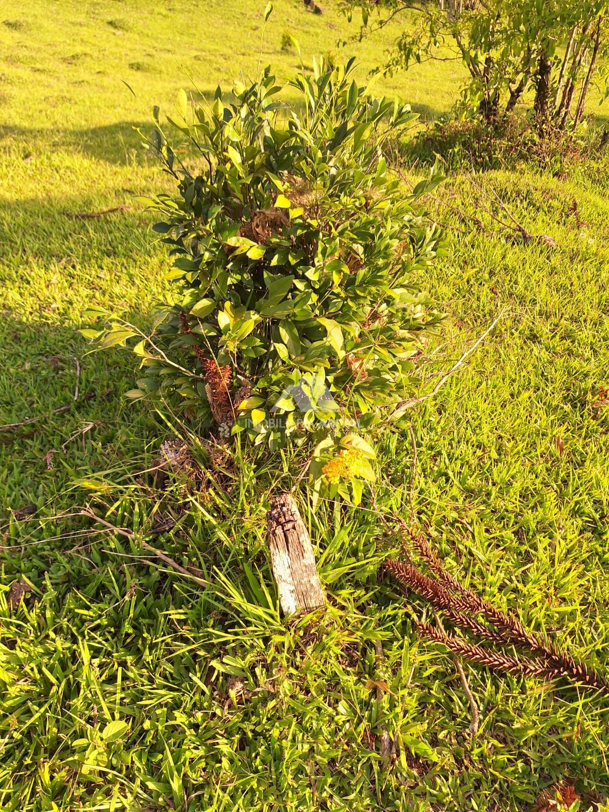 img251973349