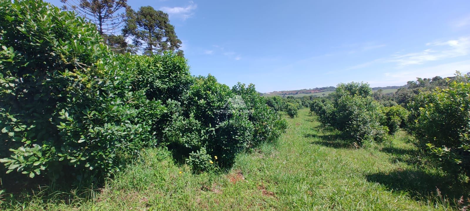 Lote/Terreno Comercial de 90000m² no bairro Zona Rural, em Xanxerê | Eu Corretor