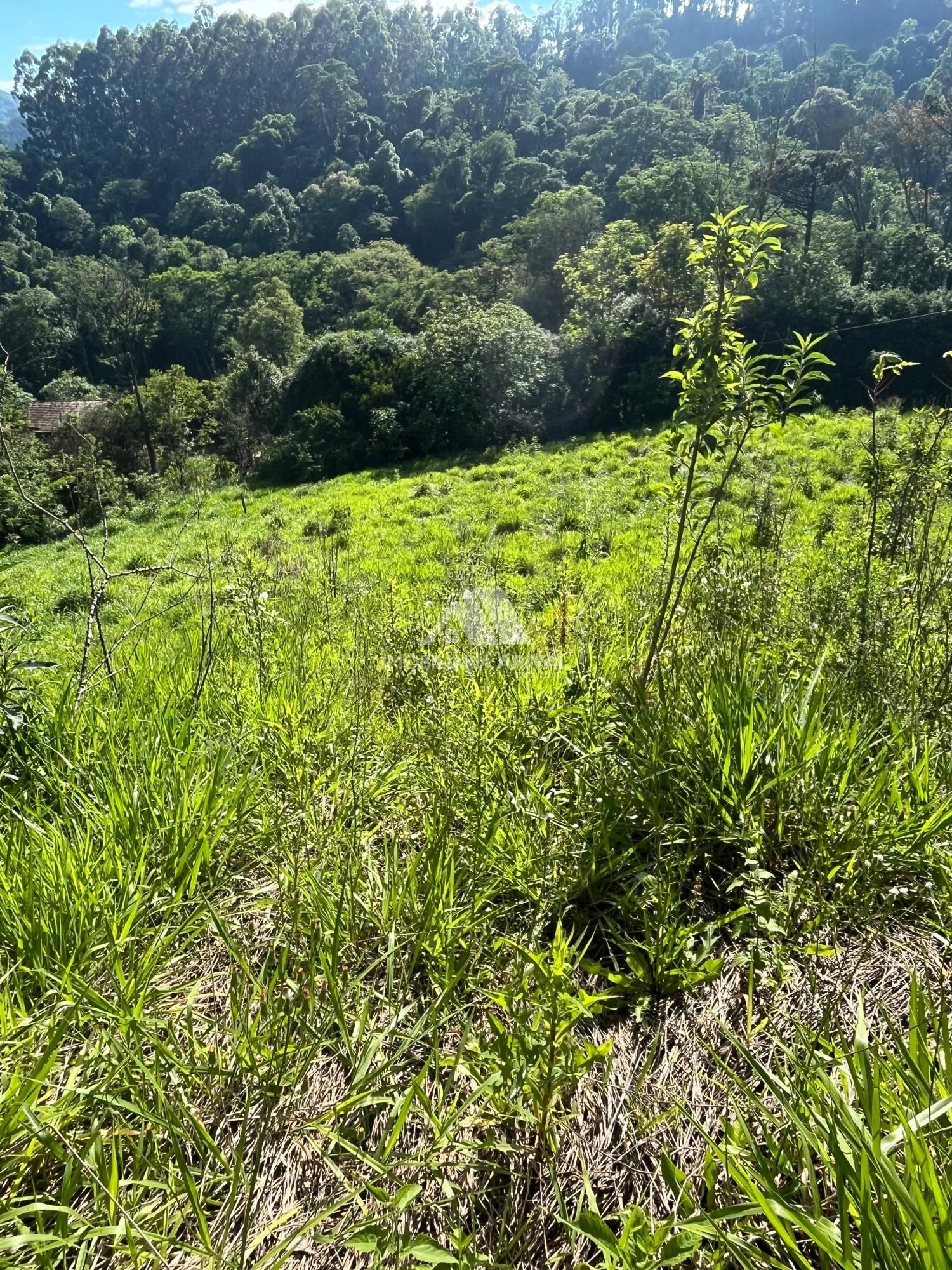 Sítio, 535 m² - Foto 4