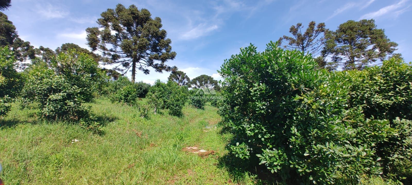 Lote/Terreno Comercial de 90000m² no bairro Zona Rural, em Xanxerê | Eu Corretor