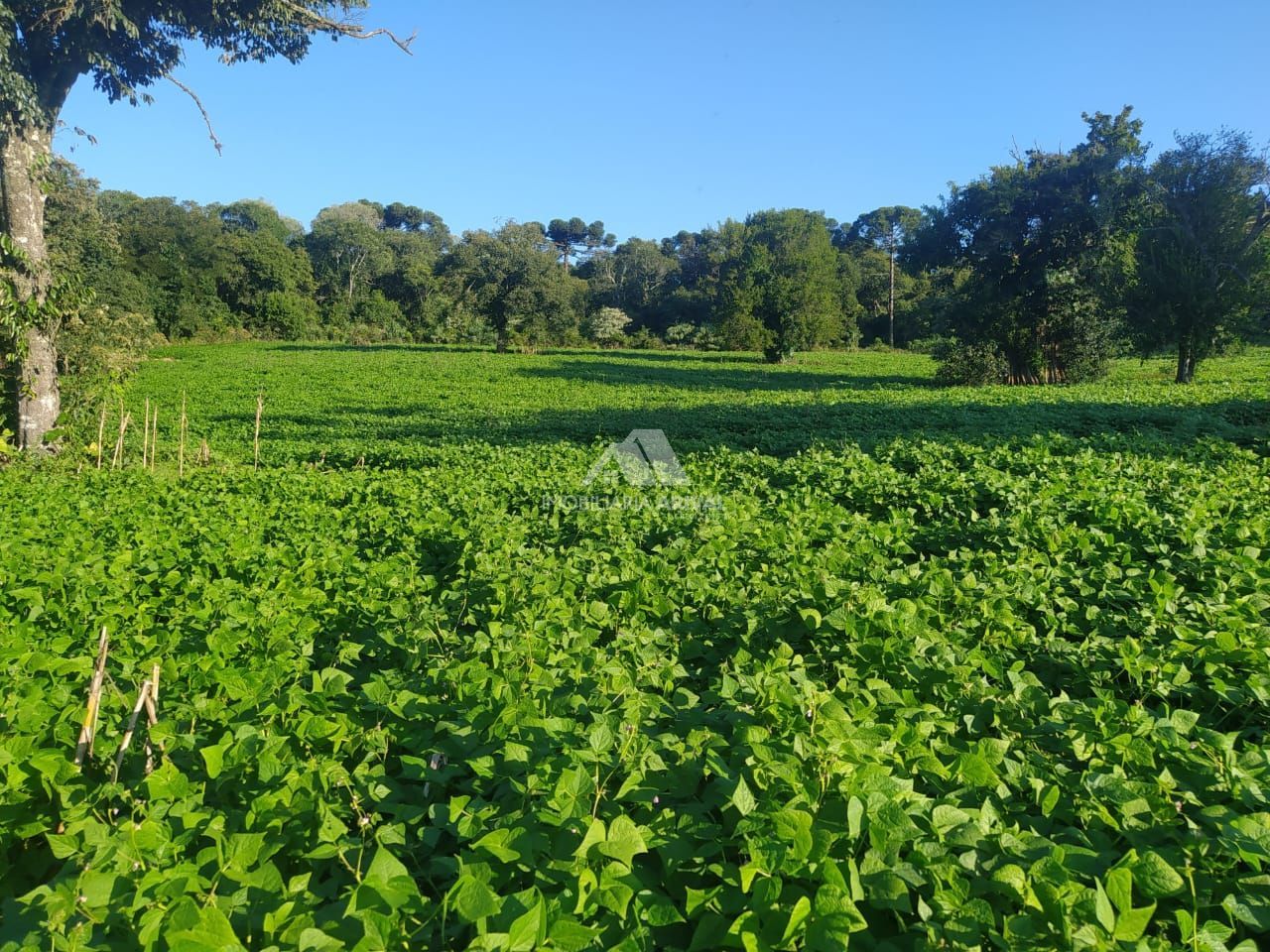 Lote/Terreno Comercial de 40886m² no bairro Centro (Marechal Bormann), em Chapecó | Eu Corretor