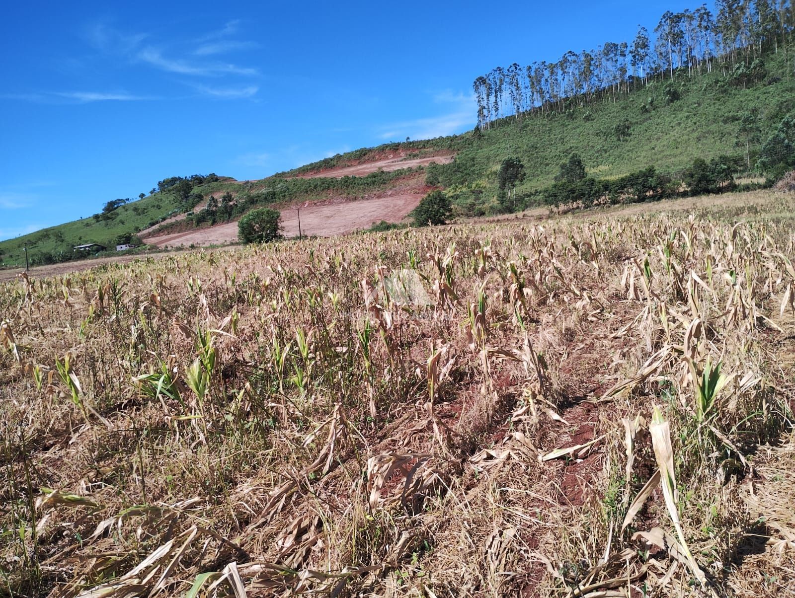 Lote/Terreno Comercial de 95000m² no bairro Zona Rural, em Seara | Eu Corretor