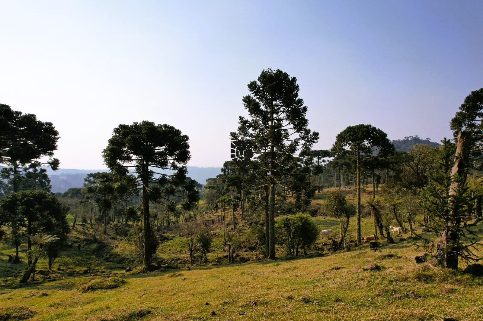 Loteamento e Condomínio à venda, 20000m² - Foto 3