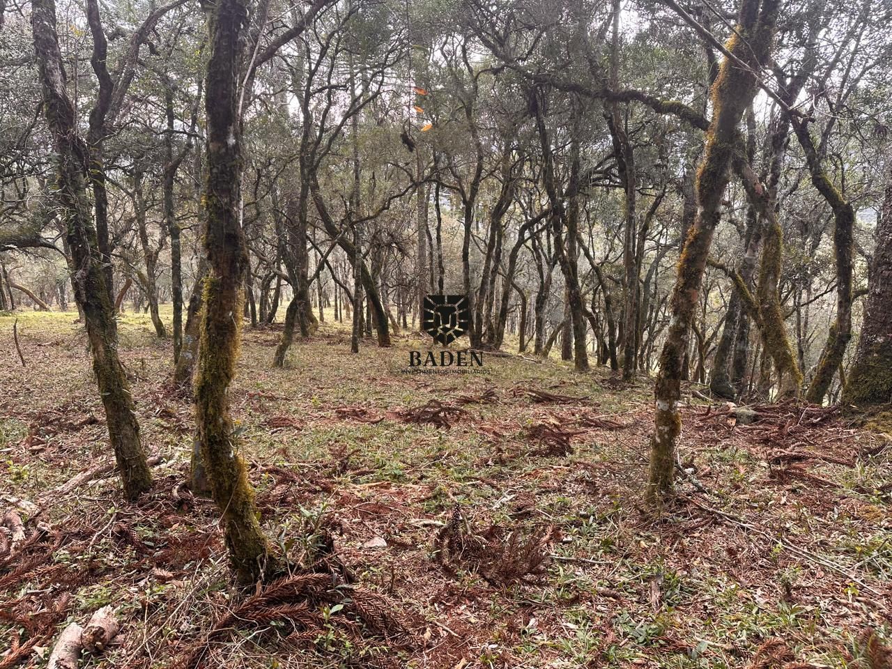 Terreno à venda, 300000m² - Foto 18