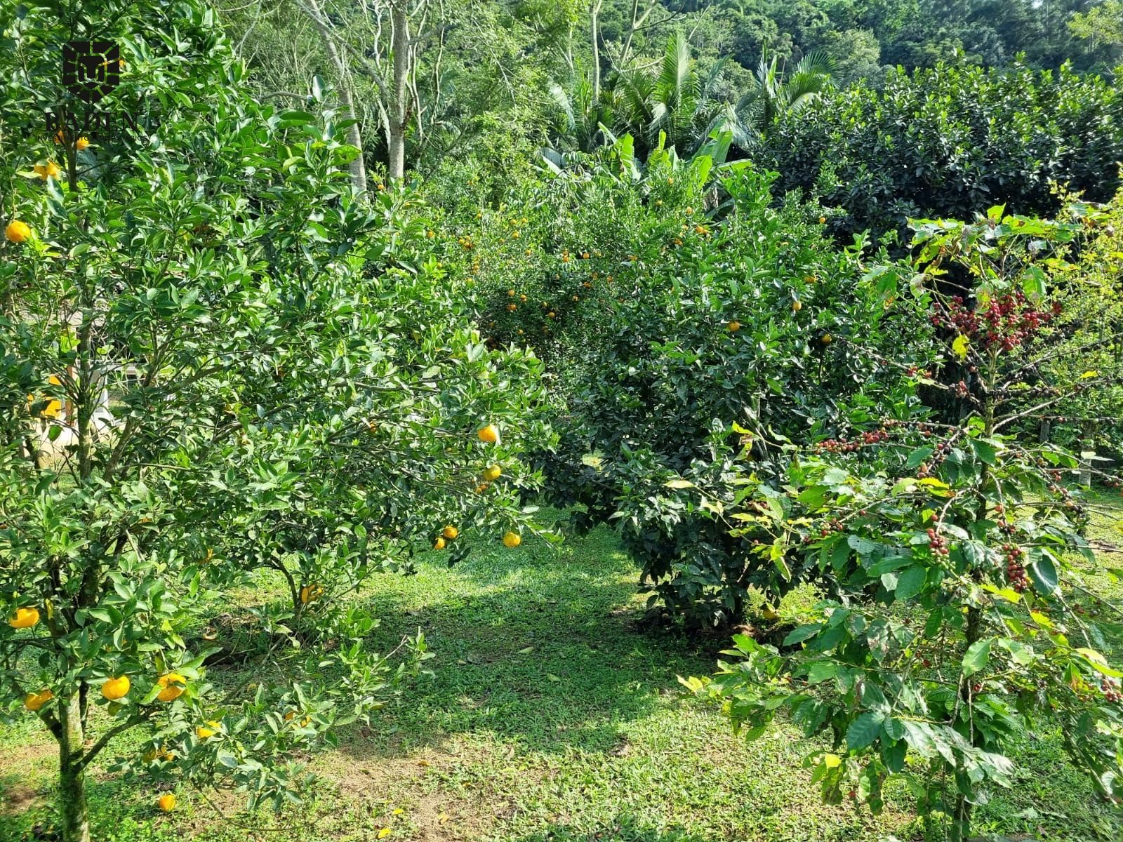 Chácara, 2 quartos, 2500 m² - Foto 25