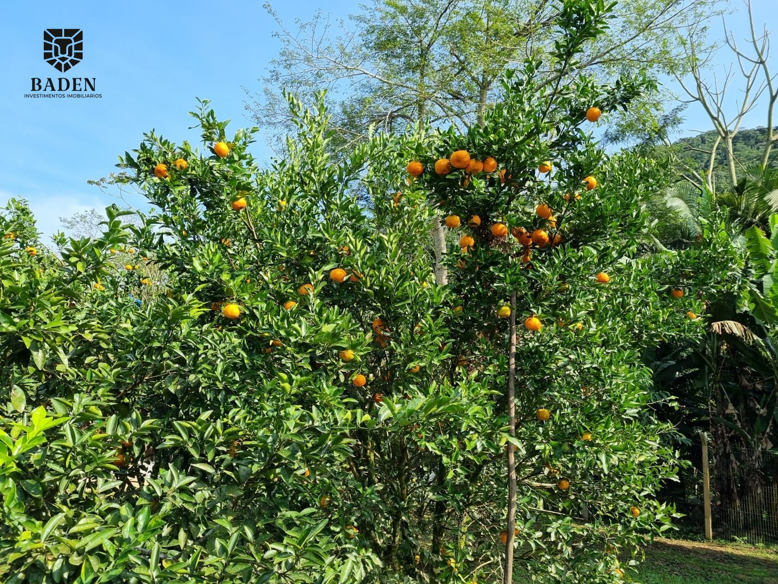 Chácara, 2 quartos, 2500 m² - Foto 19