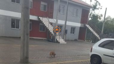 Apartamento com 100m², 2 dormitórios no bairro Restinga em Porto Alegre para Comprar