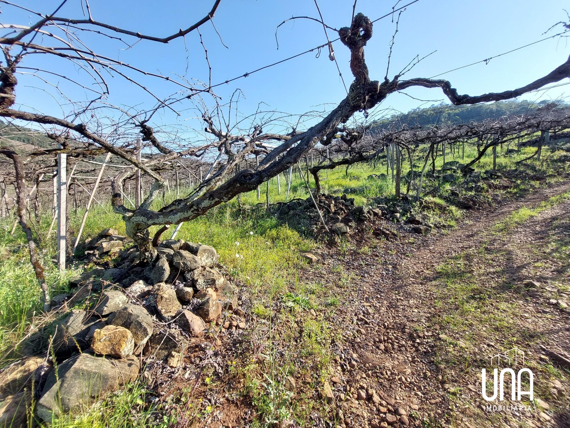 Chácara, 2 hectares - Foto 6