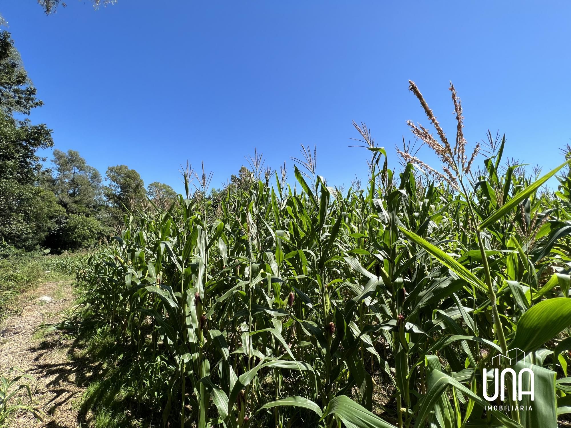 Terreno, 4 hectares - Foto 4