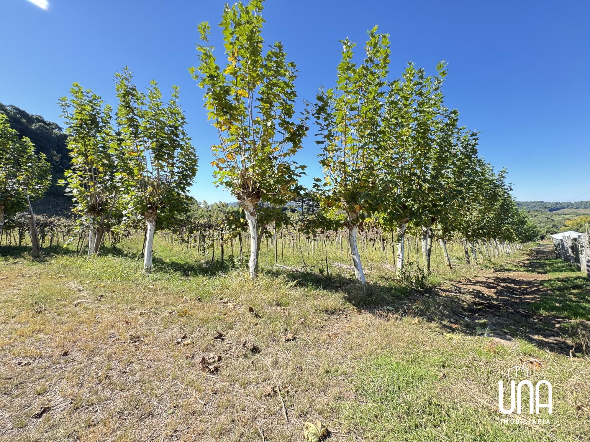 Chácara, 8 hectares - Foto 14