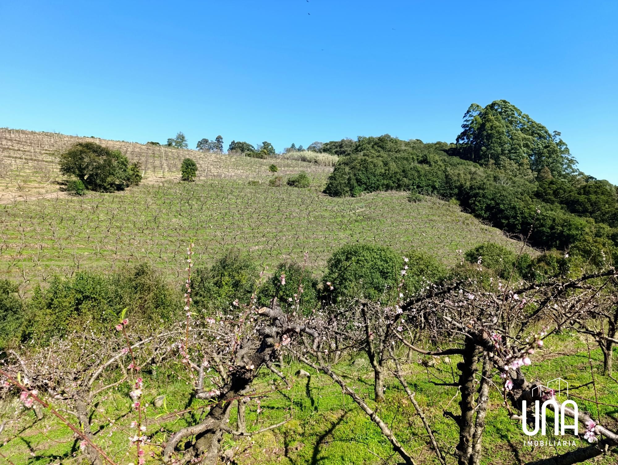 Chácara, 2 hectares - Foto 2