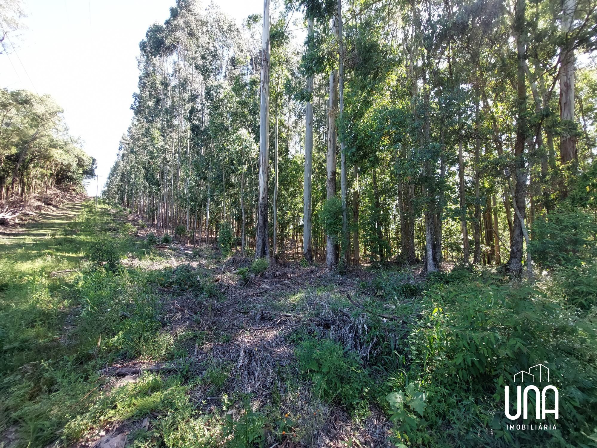 Chácara, 4 hectares - Foto 11