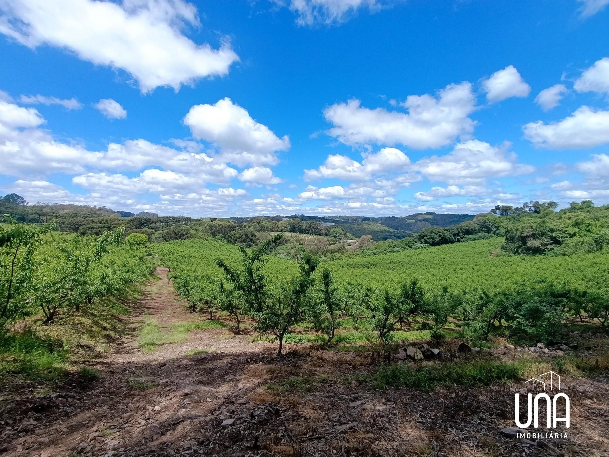 Chácara, 2 hectares - Foto 6