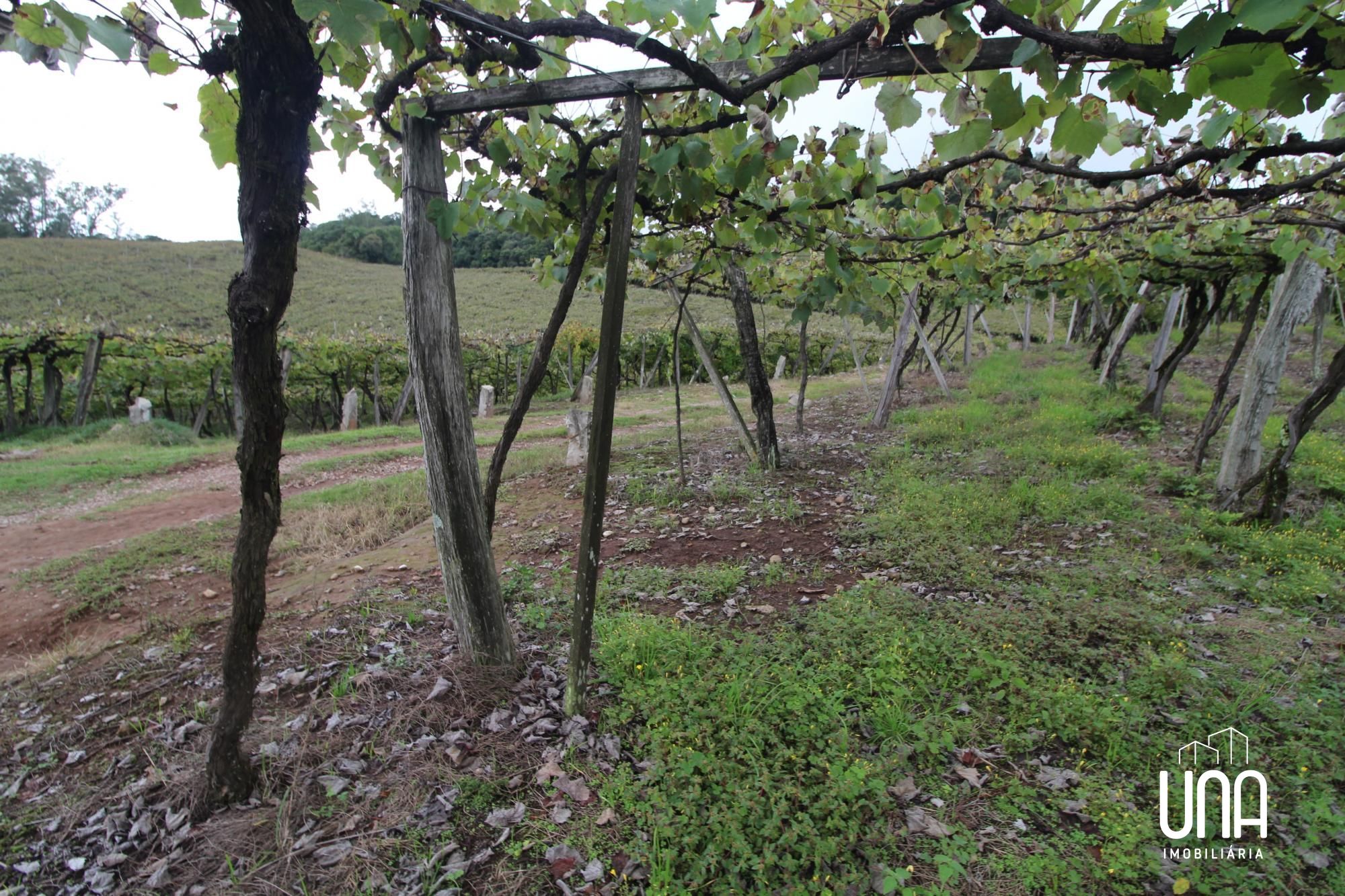 Chácara, 5 hectares - Foto 8