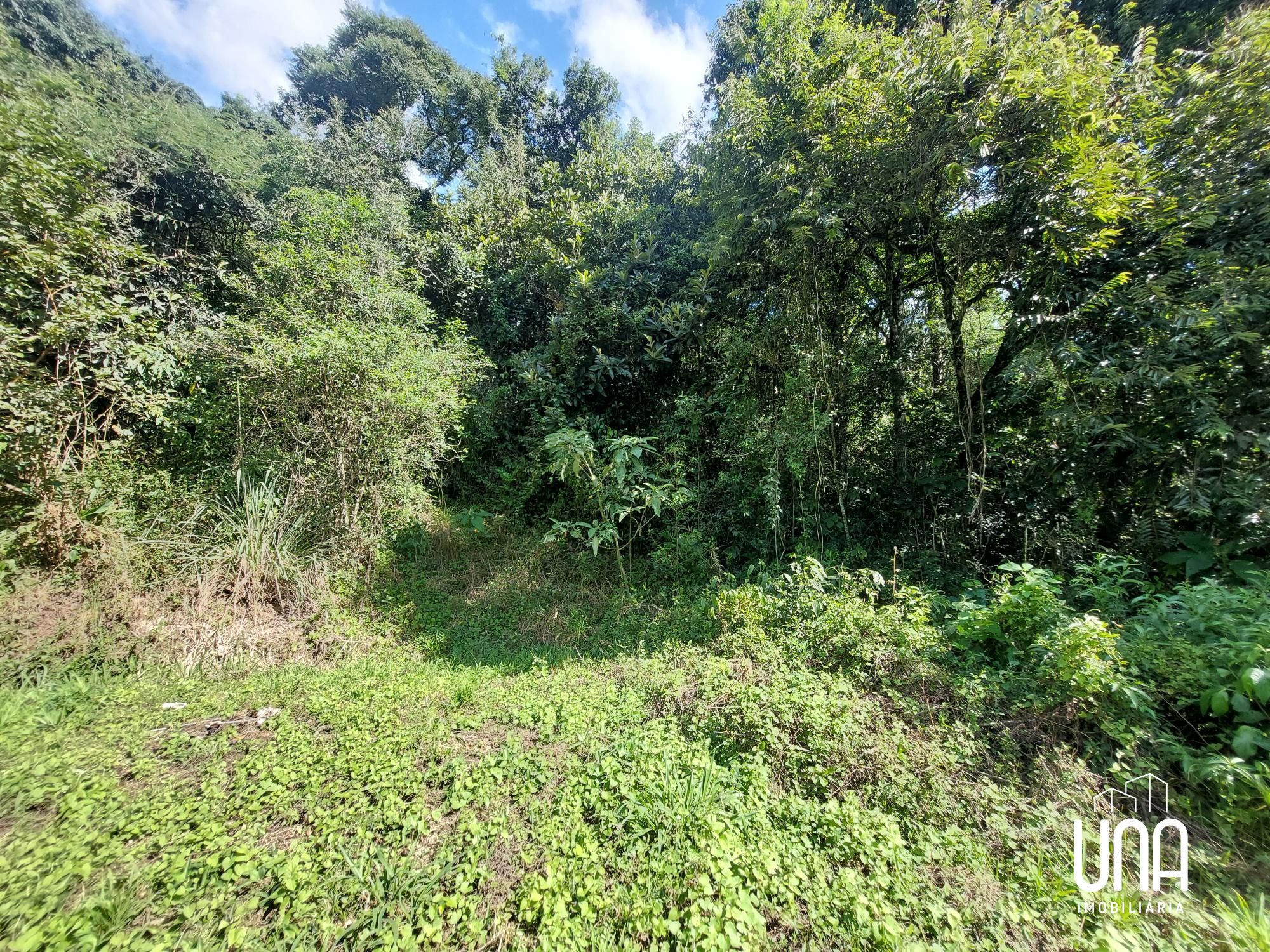 Chácara, 16 hectares - Foto 6