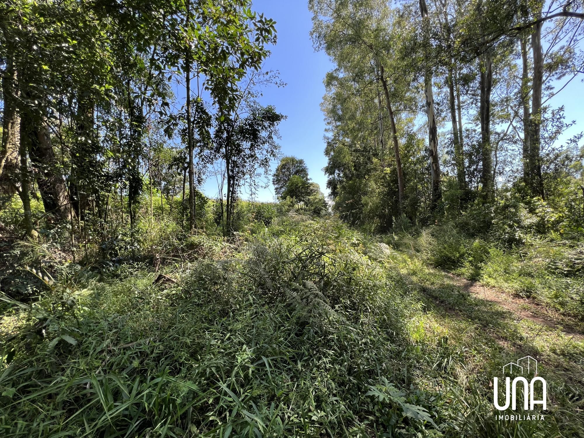Terreno, 4 hectares - Foto 3
