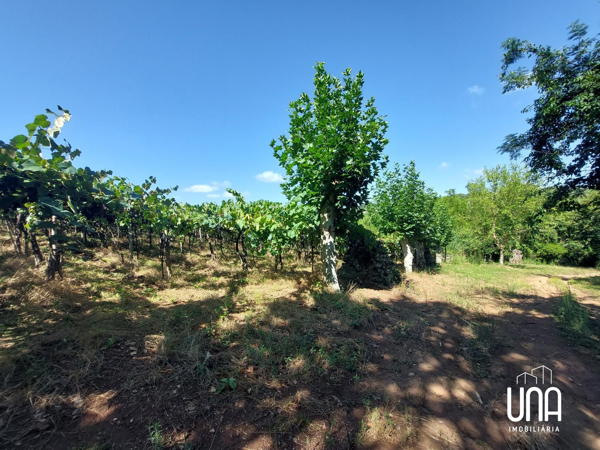Chácara, 2 hectares - Foto 1