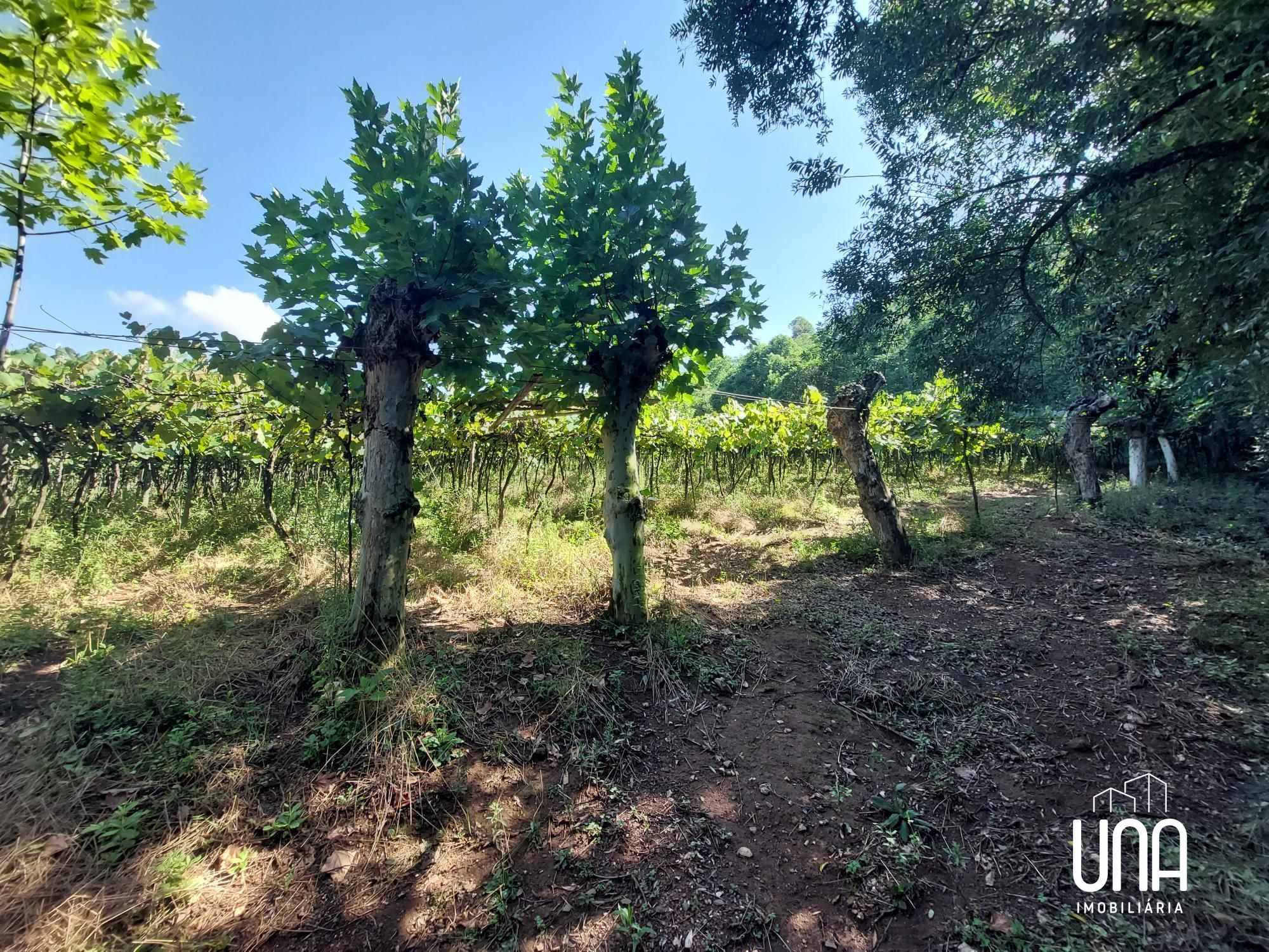 Chácara, 2 hectares - Foto 7