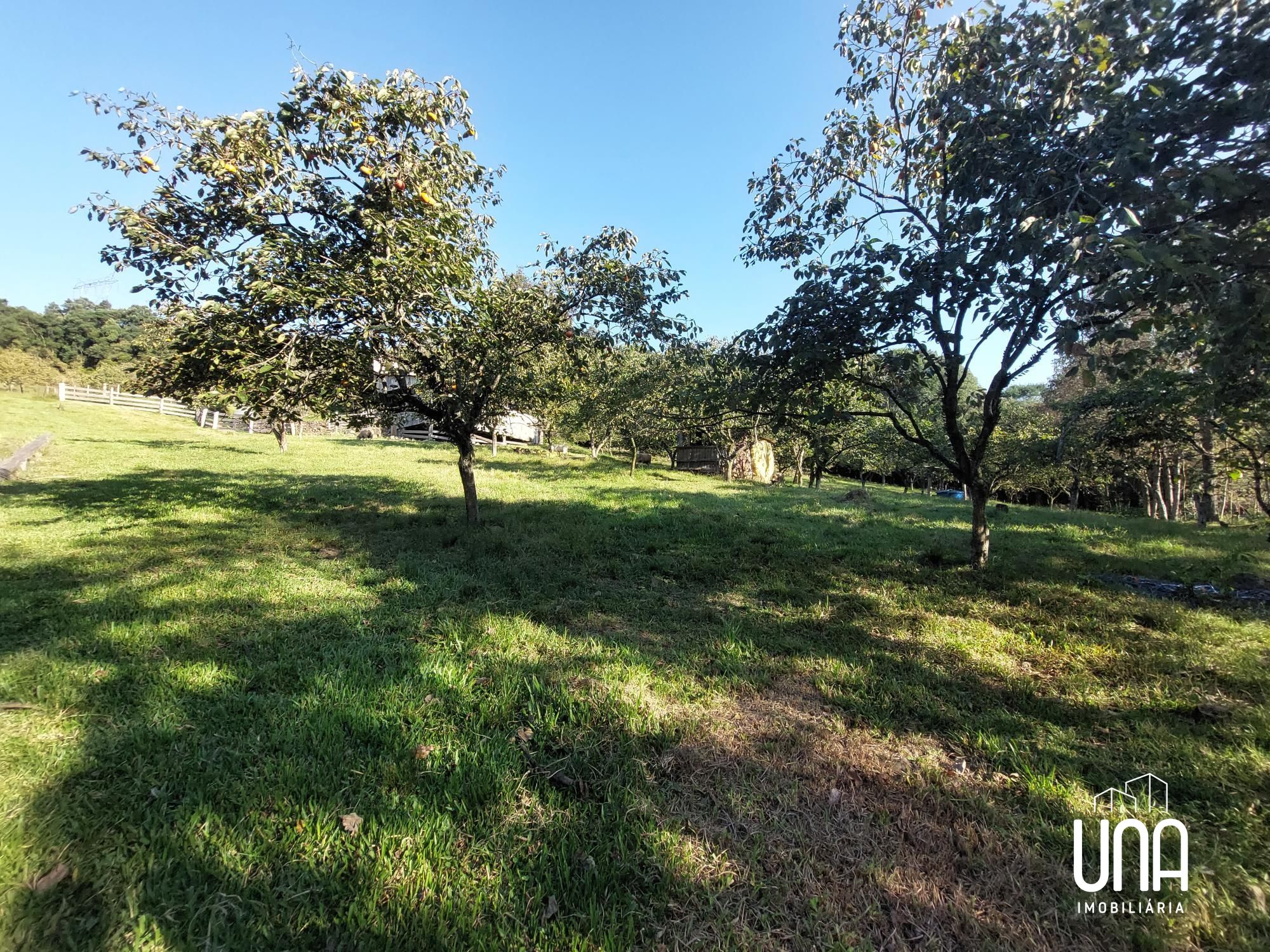 Chácara, 4 hectares - Foto 13