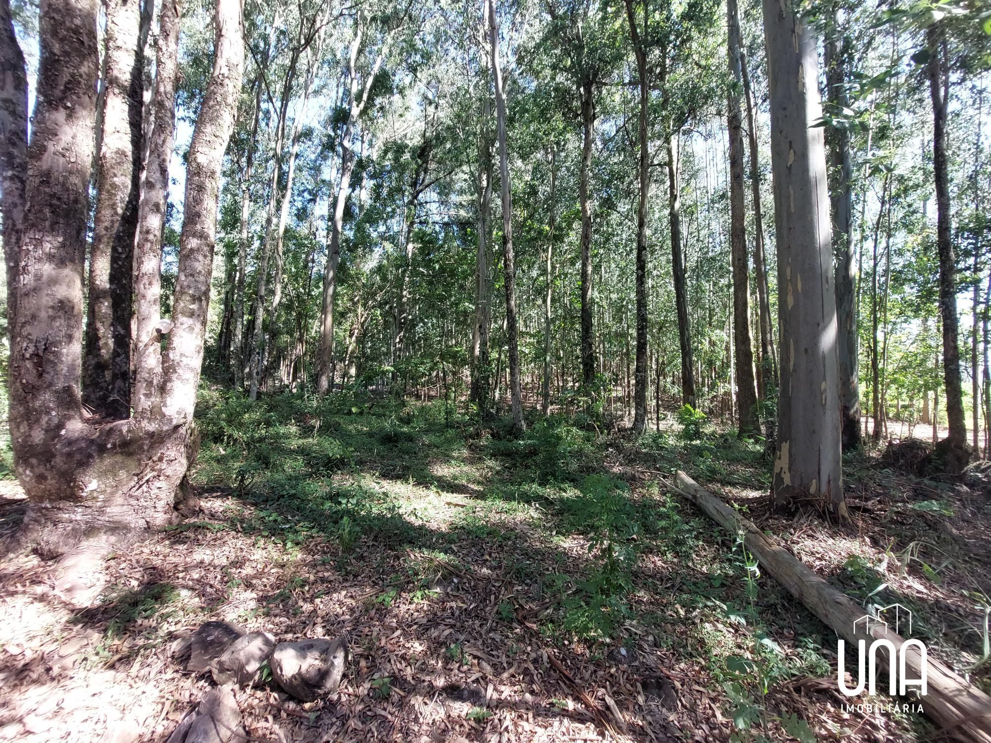 Chácara, 4 hectares - Foto 12