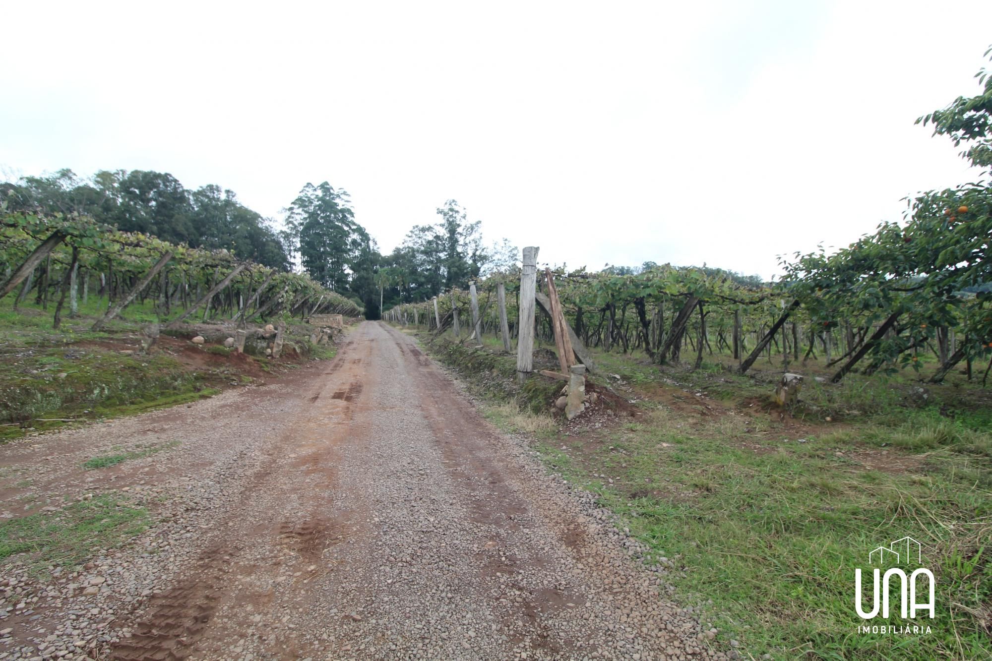Chácara, 5 hectares - Foto 6