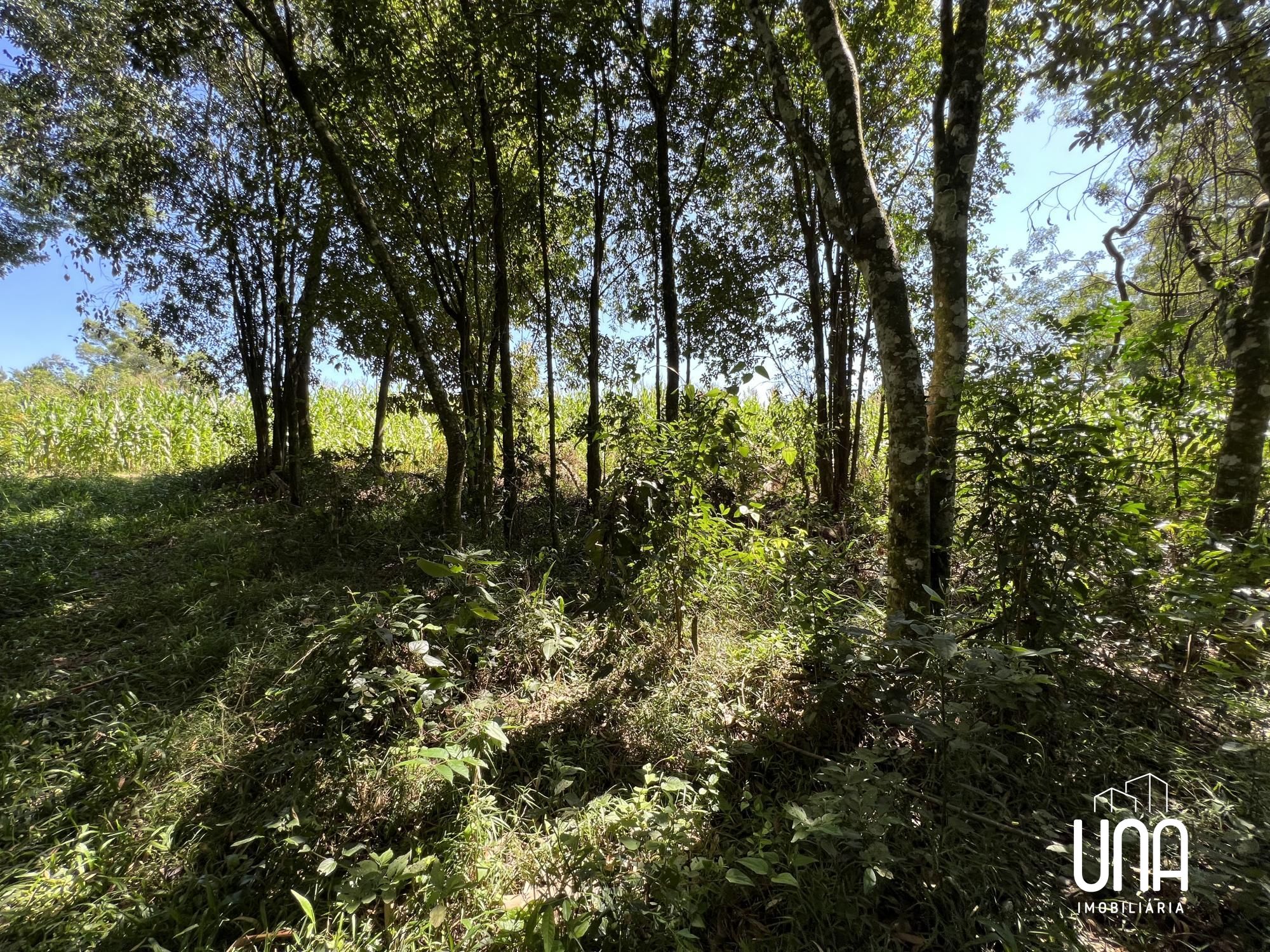 Terreno, 4 hectares - Foto 1