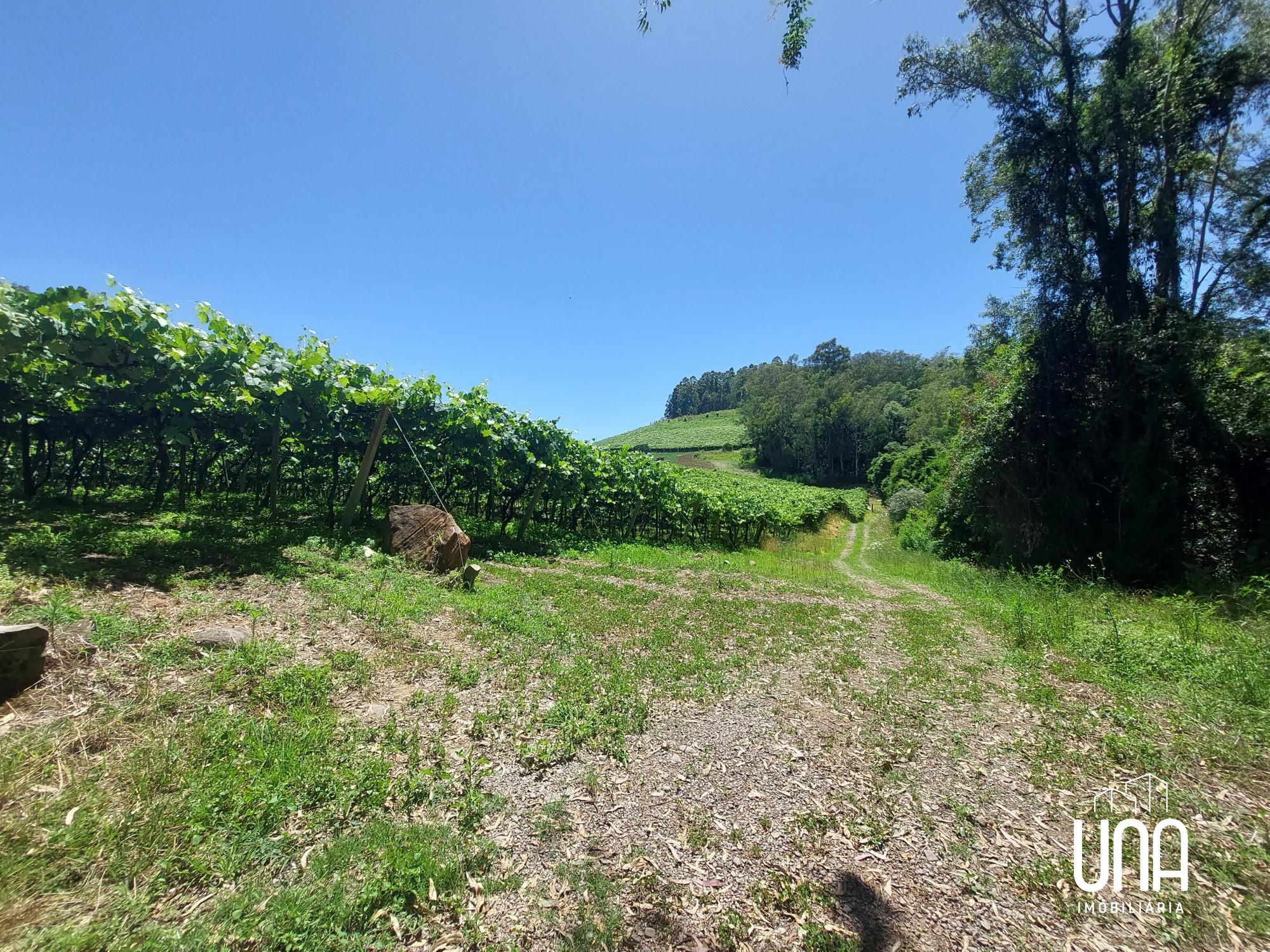 Terreno, 5 hectares - Foto 6