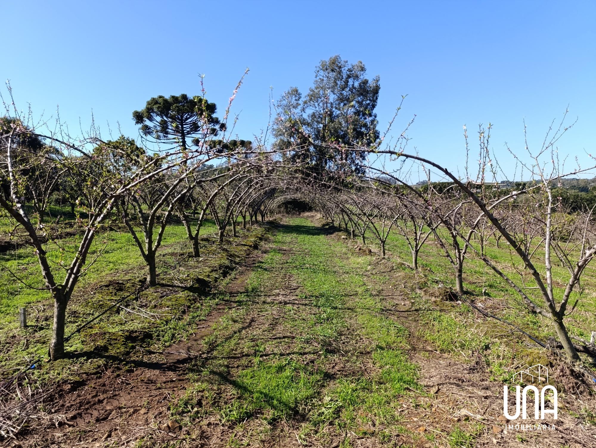 Chácara, 2 hectares - Foto 1