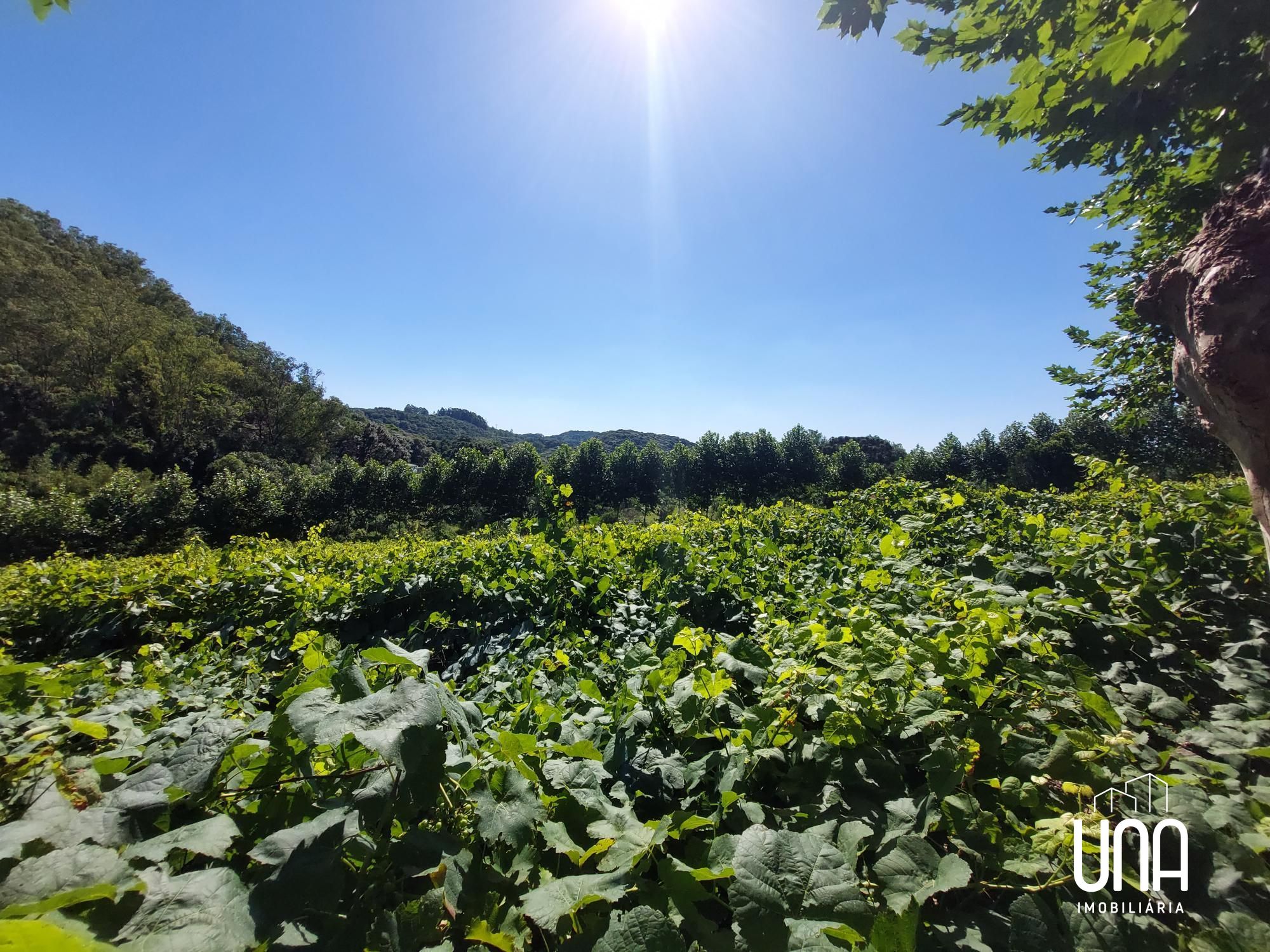 Chácara, 4 hectares - Foto 8
