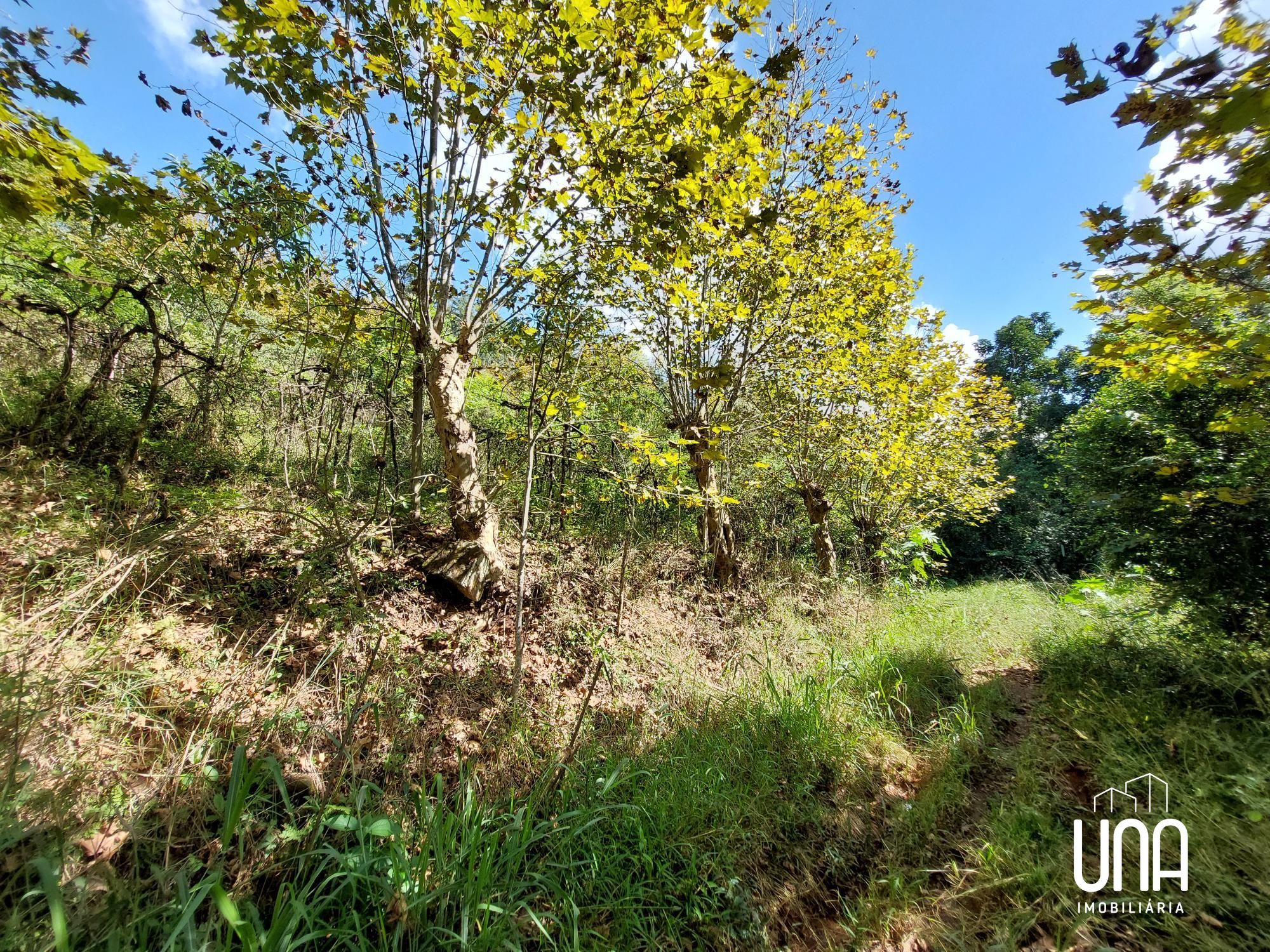 Chácara, 16 hectares - Foto 11