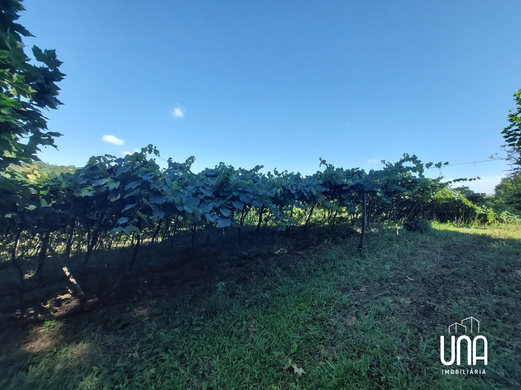 Chácara, 2 hectares - Foto 8