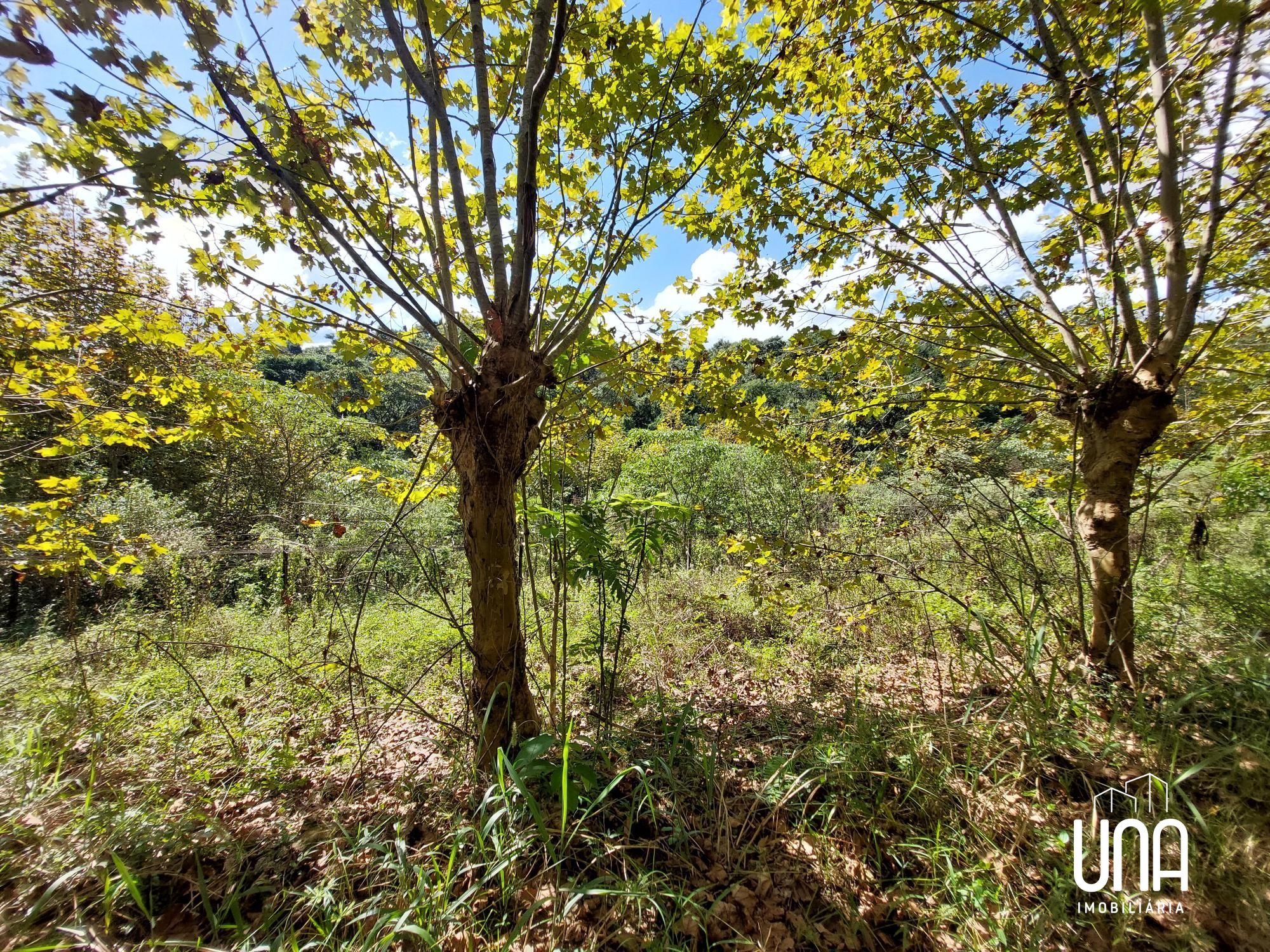 Chácara, 16 hectares - Foto 10